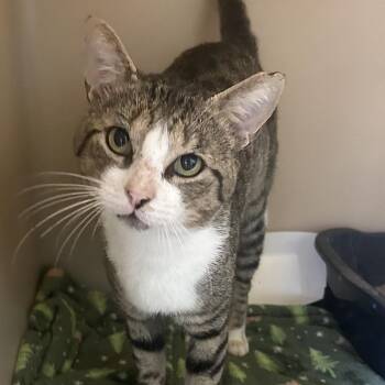 Tony -  Domestic Short Hair Cat for Adoption in Denison, Texas - Tony | PetCurious