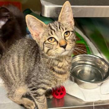 Tow Truck -  Domestic Short Hair Cat for Adoption in Concord, North Carolina - Tow Truck | PetCurious