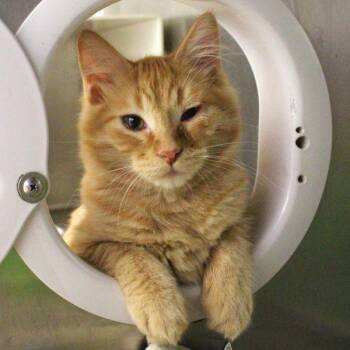 george -  Domestic Short Hair Cat for Adoption in Des Moines, Iowa - George | PetCurious