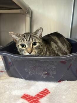 Itto -  Domestic Short Hair Cat for Adoption in Bowling Green, Ohio - Itto | PetCurious