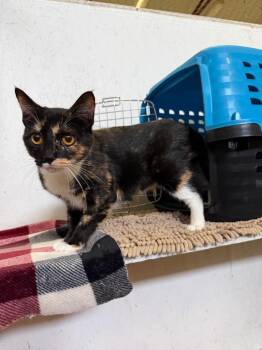 Dandelion -  Domestic Short Hair Cat for Adoption in Saint James City, Florida - Dandelion | PetCurious