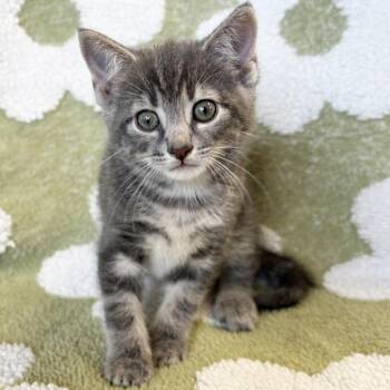 Peanut -  Domestic Short Hair Cat for Adoption in Mt. Juliet, Tennessee - Peanut | PetCurious