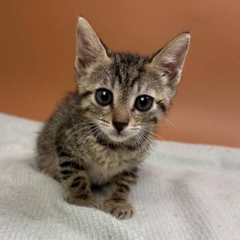Danny -  Domestic Short Hair Cat for Adoption in San Antonio, Texas - Danny | PetCurious