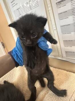 Ontario -  Domestic Short Hair Cat for Adoption in Roseville, California - Ontario | PetCurious