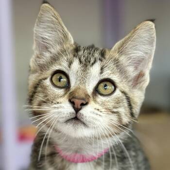 Lilo -  Domestic Short Hair Cat Available for Adoption in Victor, New York - Lilo | PetCurious