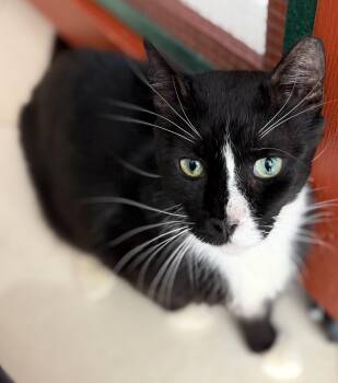 Charlie Big Bear -  Domestic Short Hair and Tuxedo Cat for Adoption in Homestead, Florida - Charlie Big Bear | PetCurious