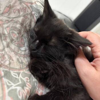 Ed -  Domestic Long Hair Cat for Adoption - Ed | PetCurious
