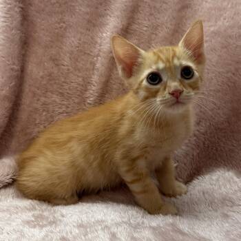 Tenor -Preadoption ONLY -  Domestic Short Hair Cat for Adoption in Chilliwack, British Columbia - Tenor -Preadoption ONLY | PetCurious