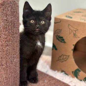 Pecorino -  Domestic Short Hair Cat for Adoption in Pontiac, Michigan - Pecorino | PetCurious