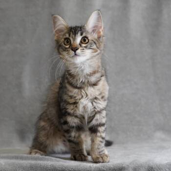 Theresa -  Domestic Medium Hair Cat for Adoption in Sunnyvale, California - Theresa | PetCurious