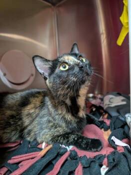 Domestic Short Hair Cats Available for Adoption in Pleasanton, California - Peanut Butter | PetCurious