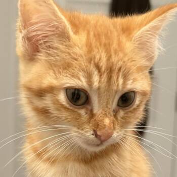 *Courtesy Listing - Gouda -  Domestic Short Hair Cat for Adoption in Tuscaloosa, Alabama - *Courtesy Listing - Gouda | PetCurious