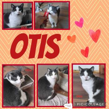 Rescue Domestic Short Hair Cats for Adoption in Spencerville, Ontario - Otis | PetCurious