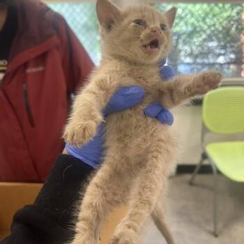 Rupert Giles -  Domestic Short Hair Cat for Adoption in Philadelphia, Pennsylvania - Rupert Giles | PetCurious
