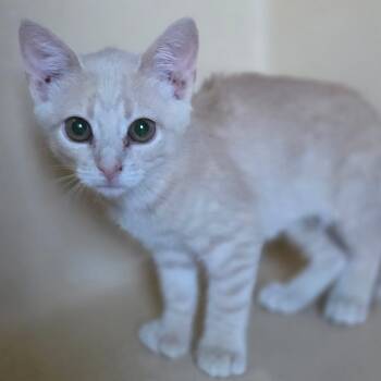 Polly -  Extra Toes Cat Hemingway Polydactyl Cat for Adoption in Lexington, Kentucky - Polly | PetCurious