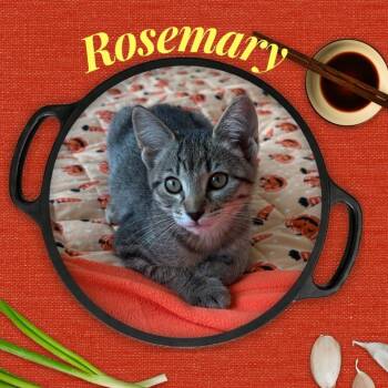 Rosemary -  Domestic Short Hair Cat for Adoption in Orangevale, California - Rosemary | PetCurious