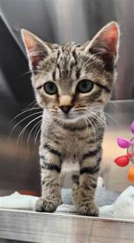 Domestic Short Hair Cats Available for Adoption - SUGAR PLUM | PetCurious