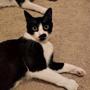 Domestic Short Hair Cats Available for Adoption in Springfield, Oregon - Hercule Poirot | PetCurious