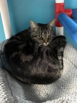 Joey -  Domestic Short Hair Cat for Adoption in North Miami Beach, Florida - Joey | PetCurious