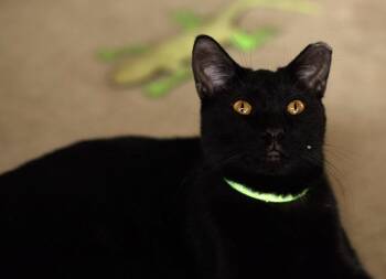 Sporty Spice -  Domestic Short Hair Cat for Adoption in Marana, Arizona - Sporty Spice | PetCurious