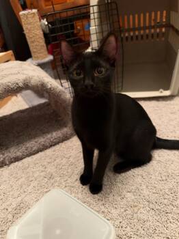 Paulette -  Domestic Short Hair Cat for Adoption in PORT WENTWRTH, Georgia - Paulette | PetCurious