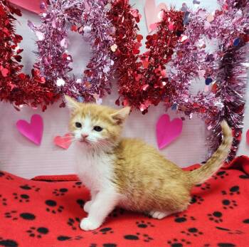 Domestic Short Hair Cats Available for Adoption - Chase | PetCurious