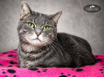 Dusty -  Domestic Short Hair Cat Available for Adoption in Grayling, Michigan - Dusty | PetCurious