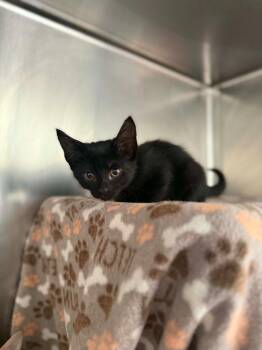 Trix -  Domestic Short Hair Cat for Adoption in Detroit, Michigan - Trix | PetCurious