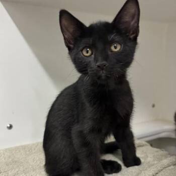 Four Square -  Domestic Short Hair Cat for Adoption in Phoenix, Arizona - Four Square | PetCurious