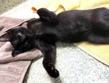 Ted -  Domestic Short Hair Cat for Adoption - Ted | PetCurious