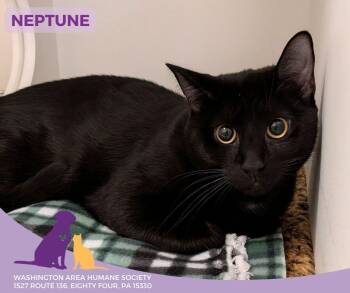Domestic Short Hair Cats Available for Adoption - Neptune | PetCurious