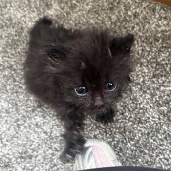 Natasha -  Domestic Medium Hair Cat for Adoption in Bristol, Indiana - Natasha | PetCurious
