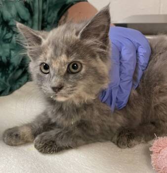 Rescue Domestic Medium Hair Cats for Adoption in Raleigh, North Carolina - Sally | PetCurious