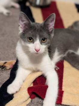 Paprika -  Domestic Short Hair Cat Available for Adoption in Greensburg, Pennsylvania - Paprika | PetCurious