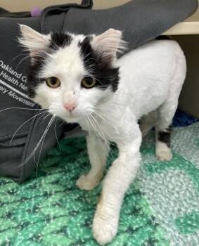Domestic Long Hair and Domestic Short Hair Cats Available for Adoption in Westland, Michigan - Uno | PetCurious