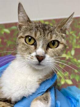 Domestic Short Hair Cats Available for Adoption in San Antonio, Texas - HONEY POT | PetCurious