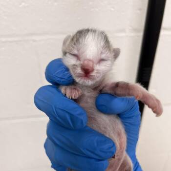 Domestic Short Hair Cats Available for Adoption in Harrisonburg, Virginia - Cookie | PetCurious