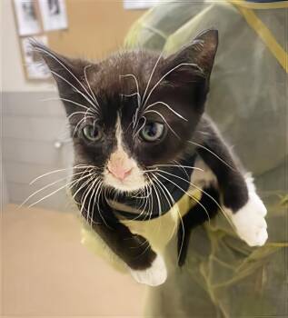Boots -  Domestic Short Hair Cat for Adoption in Nashville, Tennessee - Boots | PetCurious