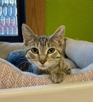 Trishelle -  Domestic Short Hair and Tabby Cat for Adoption in Fargo, North Dakota - Trishelle | PetCurious