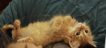 Skipper -  Domestic Long Hair Cat for Adoption in Bardstown, Kentucky - Skipper | PetCurious