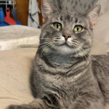 Carleigh -  Domestic Short Hair Cat for Adoption in Buffalo, New York - Carleigh | PetCurious