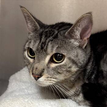 Jasper -  Domestic Short Hair Cat for Adoption in Goleta, California - Jasper | PetCurious