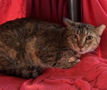 3-12 -  Domestic Short Hair Cat for Adoption in San Antonio, Texas - 3-12 | PetCurious