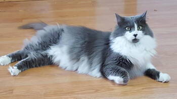 Rescue Domestic Medium Hair Cats for Adoption in Milton, Georgia - Papa | PetCurious