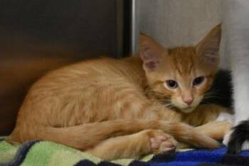Jump Rope -  Domestic Short Hair Cat for Adoption in Kansas City, Missouri - Jump Rope | PetCurious