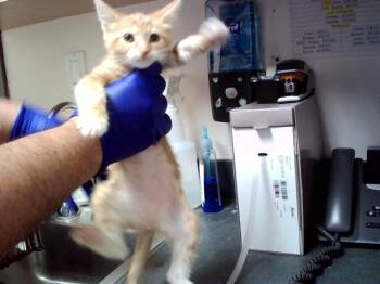 MS.PEANUT -  Domestic Short Hair Cat for Adoption in Martinez, California - MS.PEANUT | PetCurious