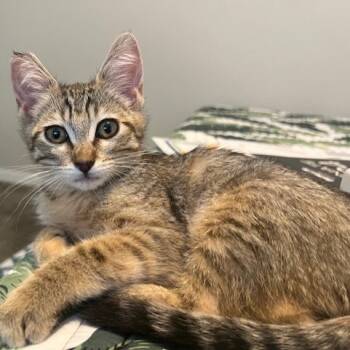 Rescue Domestic Short Hair Cats for Adoption in Talent, Oregon - Darla | PetCurious