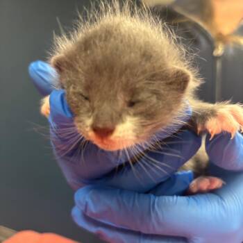 Domestic Short Hair Cats Available for Adoption in Newark, New Jersey - Simon | PetCurious