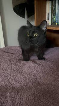 Rescue Domestic Medium Hair Cats for Adoption in Aurora, Illinois - Andarna | PetCurious