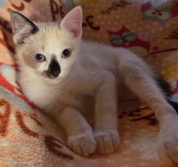 Cinderella -  Snowshoe and Siamese Cat Available for Adoption in Hood River, Oregon - Cinderella | PetCurious
